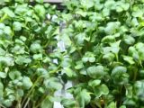 Donny Greens’ Microgreens Farm setup
