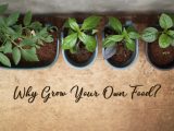 Grow Your Own Food