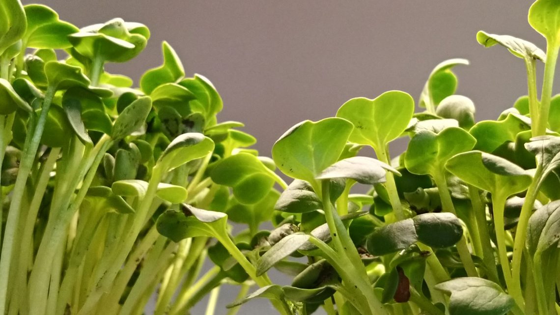 Microgreen Farming