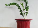 Hoya Plant on a plastic terracotta pot