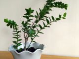 Hoya Plant on a plastic white pot