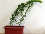 Hoya Plant on a rectangular terracotta plastic pot