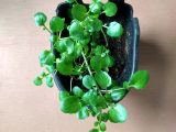 WaterCress Plant