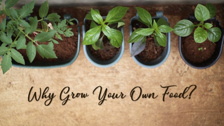 Grow Your Own Food