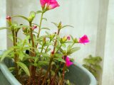 Portulaca Oleracea (Common Purslane) hot pink