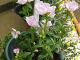 Portulaca Oleracea (Common Purslane) Pink