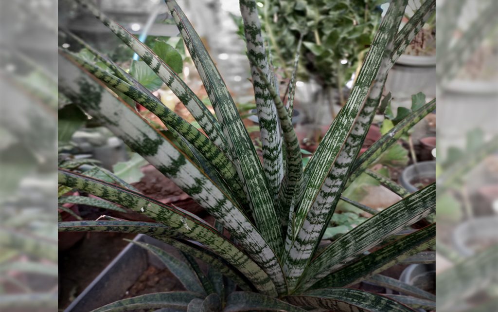 Sansevieria Trifasciata “Megan”