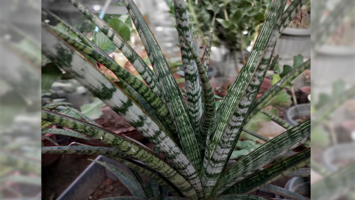 Sansevieria Trifasciata “Megan”